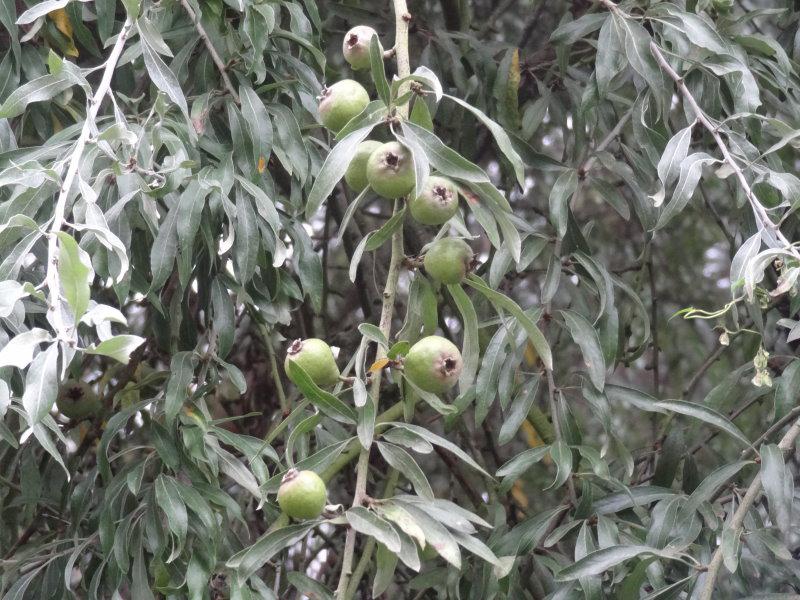 Ältere Pyrus salicifolia Pendula mit Früchten