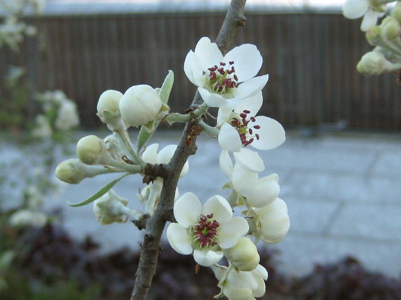 Weißblühender Baum - die Weidenblättrige Birne