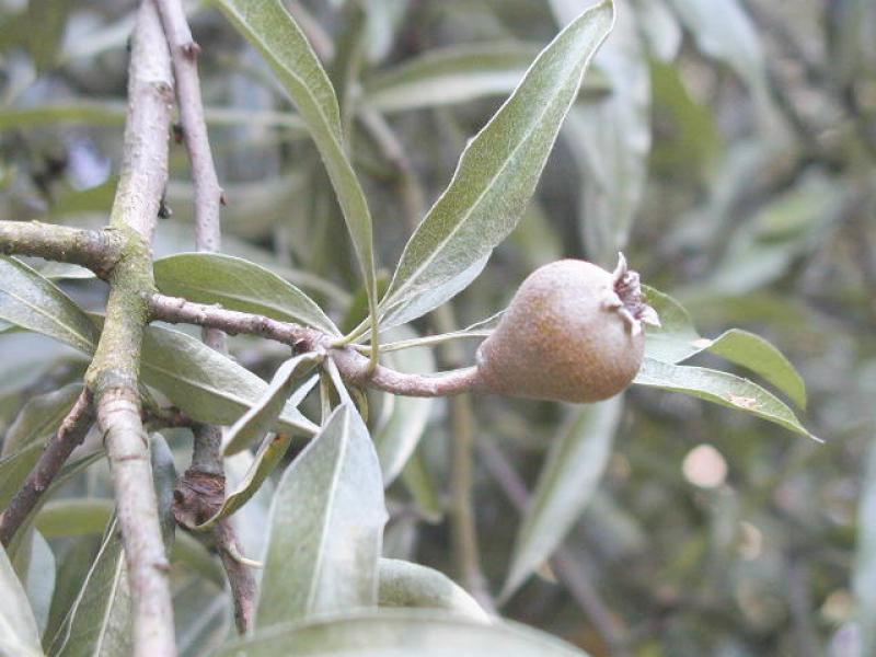 Pyrus salicifolia Pendula - kleine Frucht