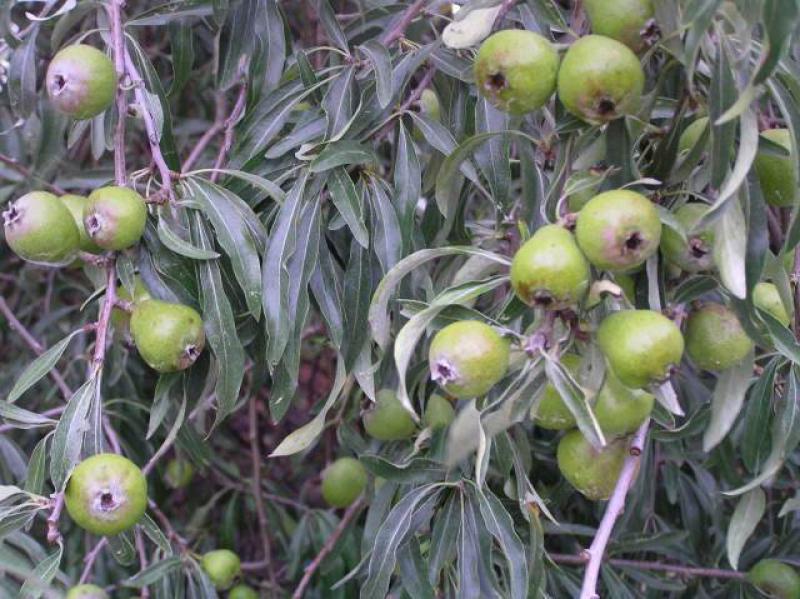 Guter Fruchtansatz bei Pyrus salicifolia Pendula