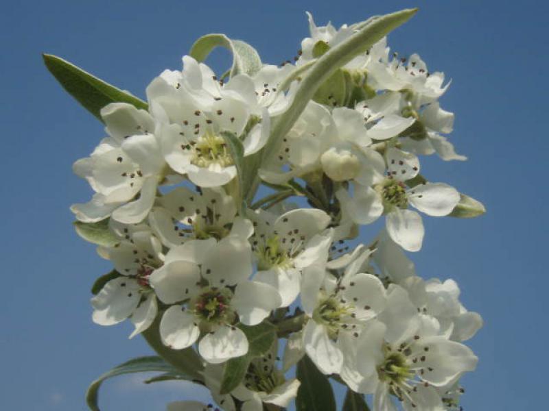 Weiße Blütenpracht bei Pyrus salicifolia Pendula