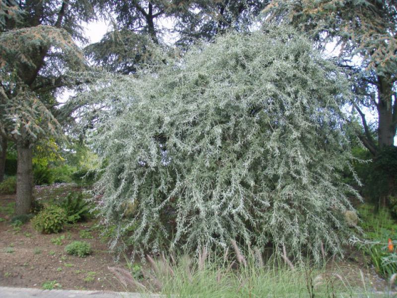 Pyrus salicifolia Pendula als Solitär kultiviert