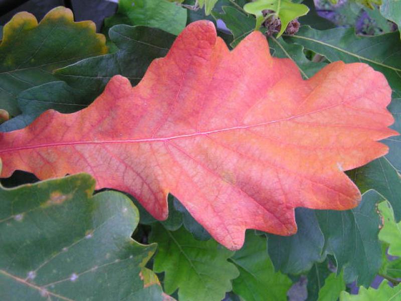 Quercus dentata: Beginnende Herbstfärbung  im Oktober