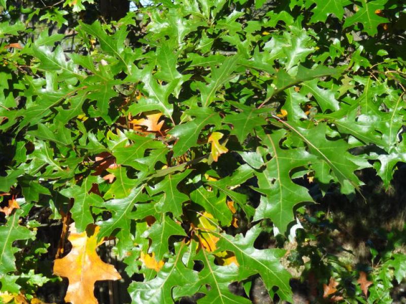 Quercus palustris: Frisches Sommerlaub