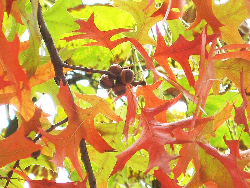 Eicheln und rotes Laub der Quercus palustris