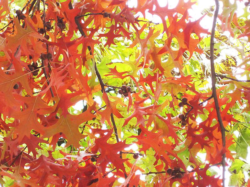 Quercus palustris - leuchtende Herbstfärbung