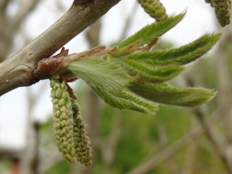 Quercus pontica mit Blüten