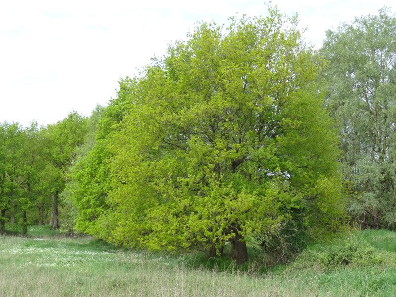 Das Laub einer noch jungen Stieleiche (Quercus robur) im Mai