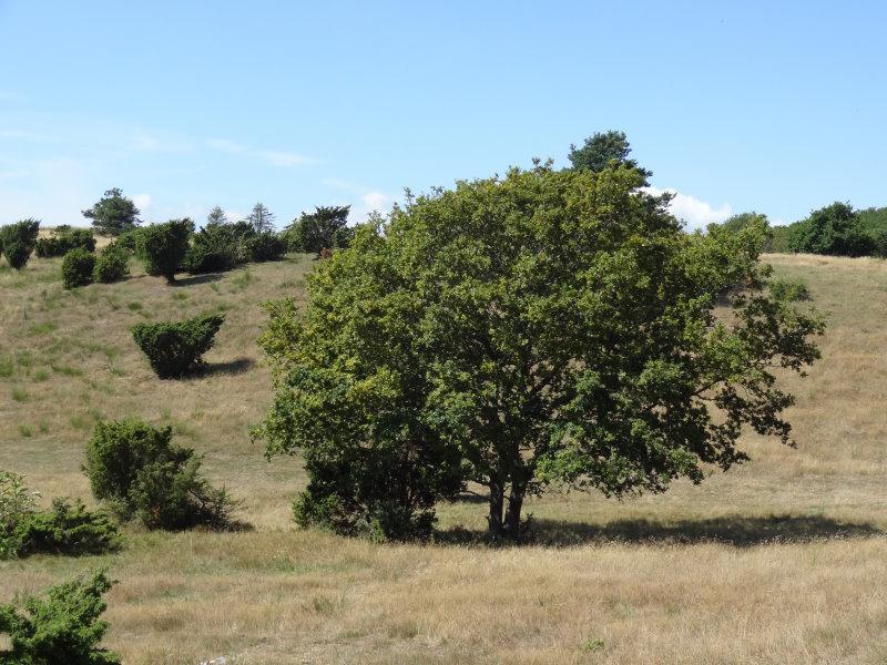 Ek (Quercus spp.) - Skogskunskap