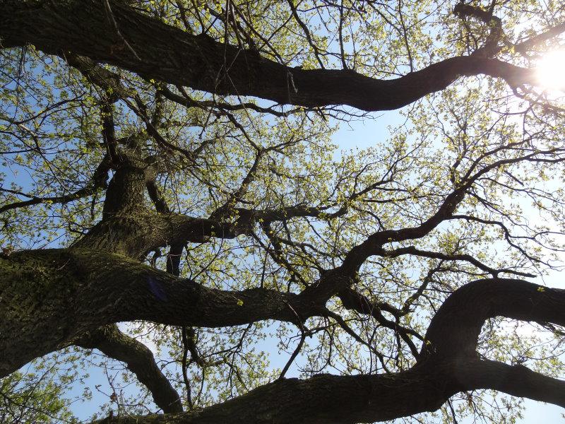 Mächtige Äste der Deutschen Eiche (Quercus robur)