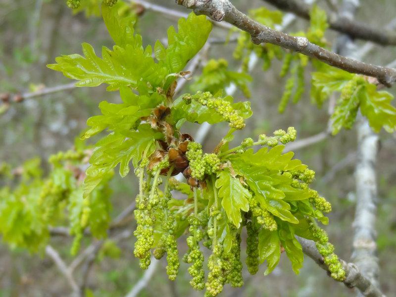Blüte von Quercus robur