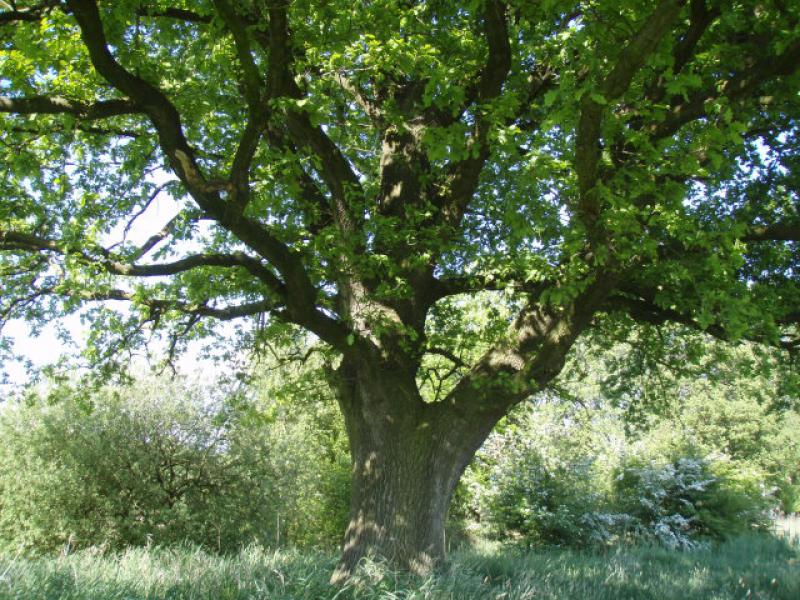 Stiel- oder Deutsche Eiche, Quercus robur - Wuchsform