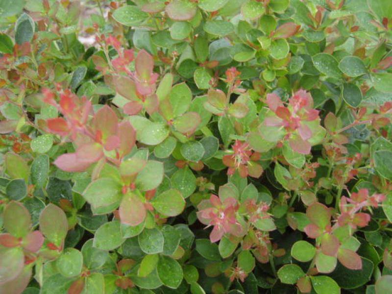 Berberis buxifolia Nana mit rotem Austrieb