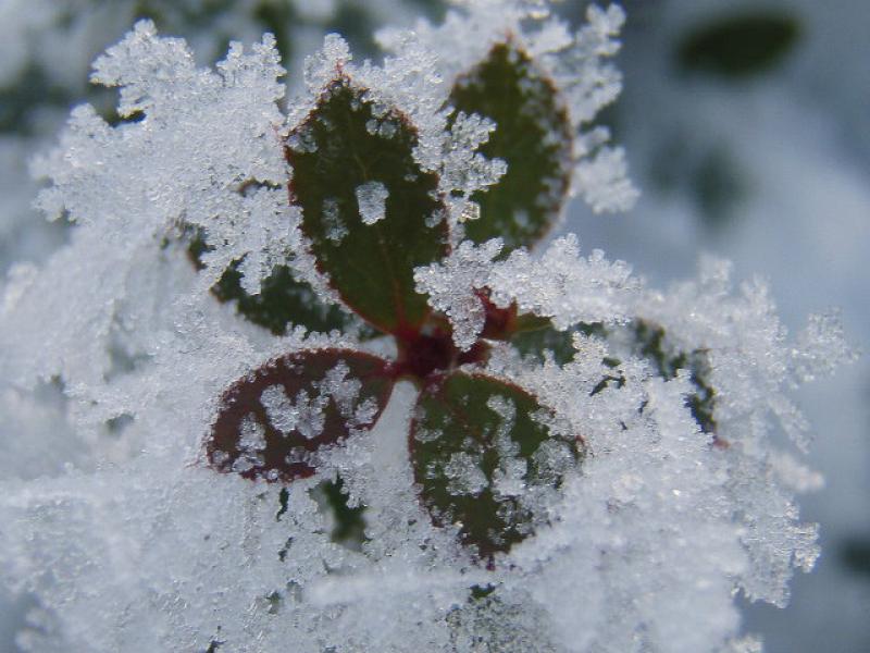 Triebspitze von Berberis buxifolia Nana im Winter