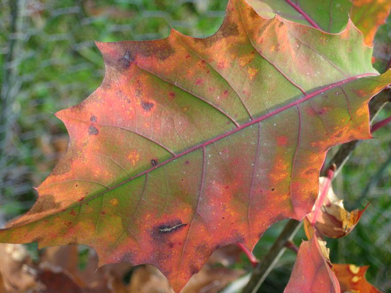 Amerikanische Roteiche - buntes Herbstlaub