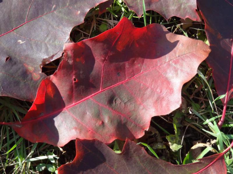 Quercus rubra in roter Herbstfärbung