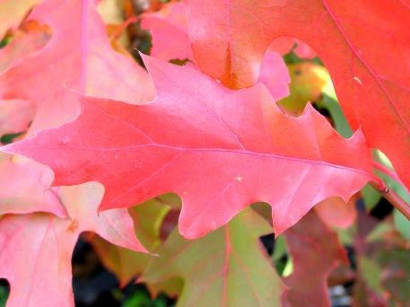 Amerikanische Roteiche - rotes Herbstlaub