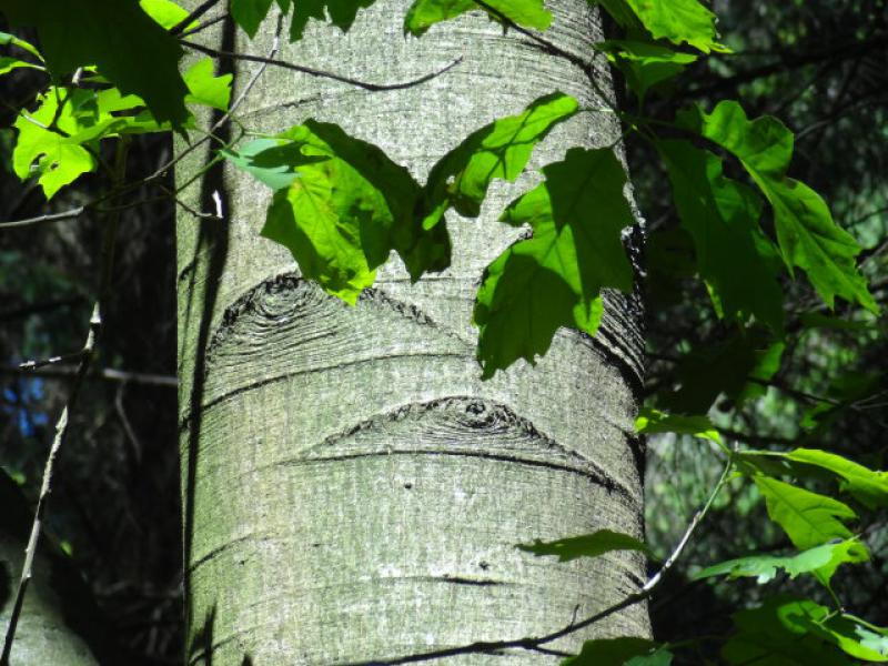 Borke von Quercus rubra