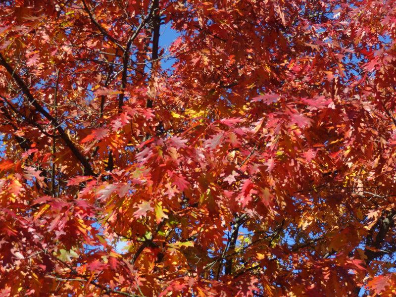 Tolle Herbstfärbung der Roteiche (Aufnahme von Mitte Oktober)