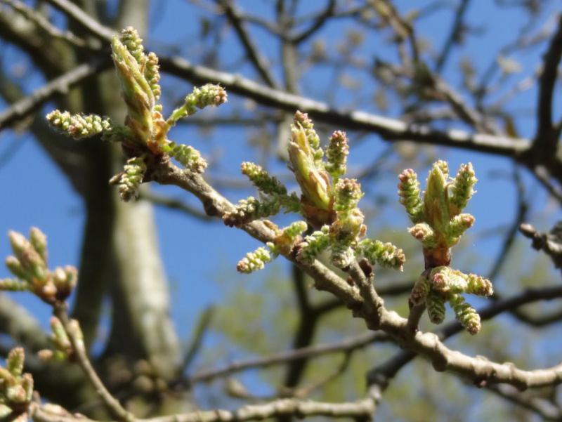 Quercus turneri Pseudoturneri im Mai