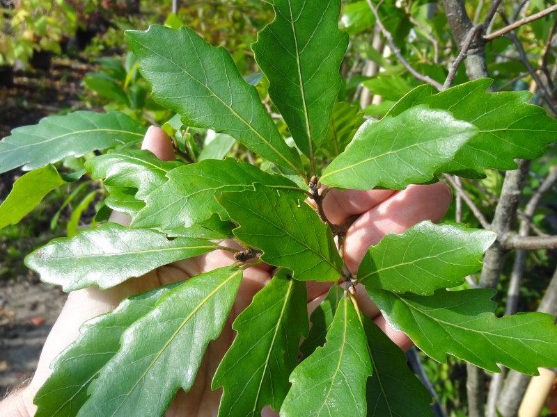 Typische Blätter von Quercus turneri Pseudoturneri