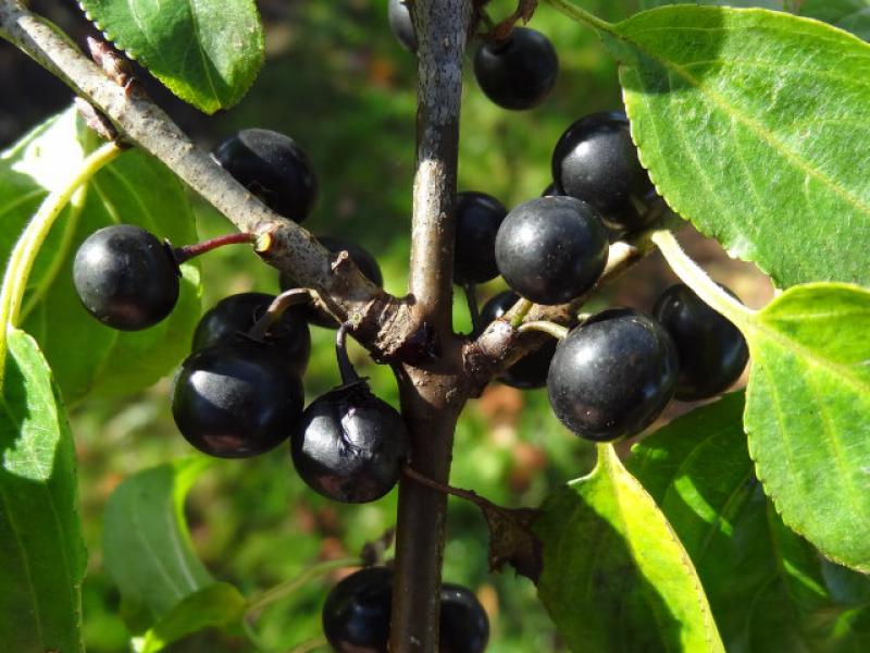 Reife Früchte des Kreuzdorns, aufgenommen Anfang Oktober