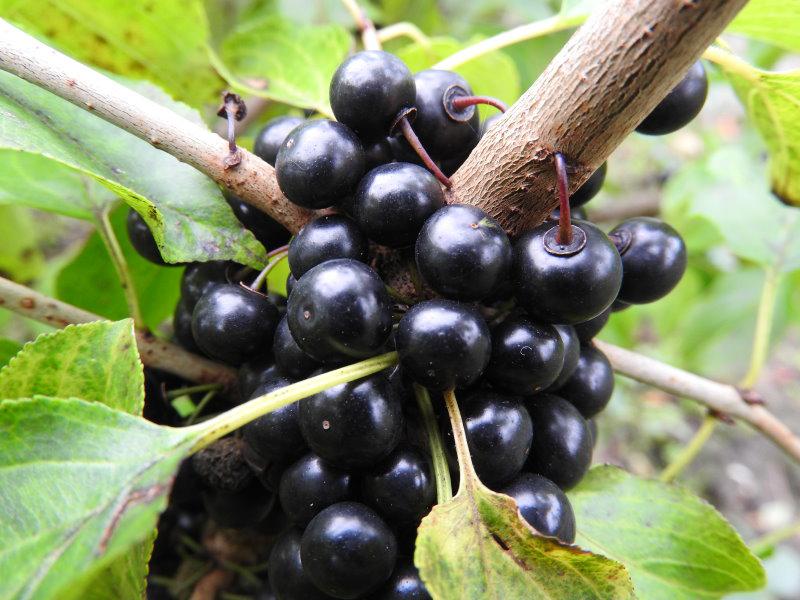 Die Früchte des Rhamnus cathartica sind bei Vögeln beliebt.