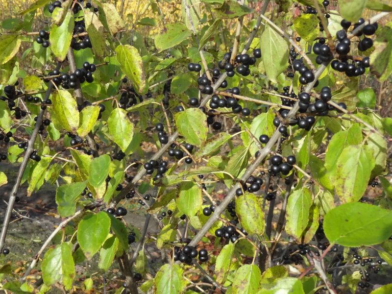 Herbstlicher Beerenschmuck beim Kreuzdorn