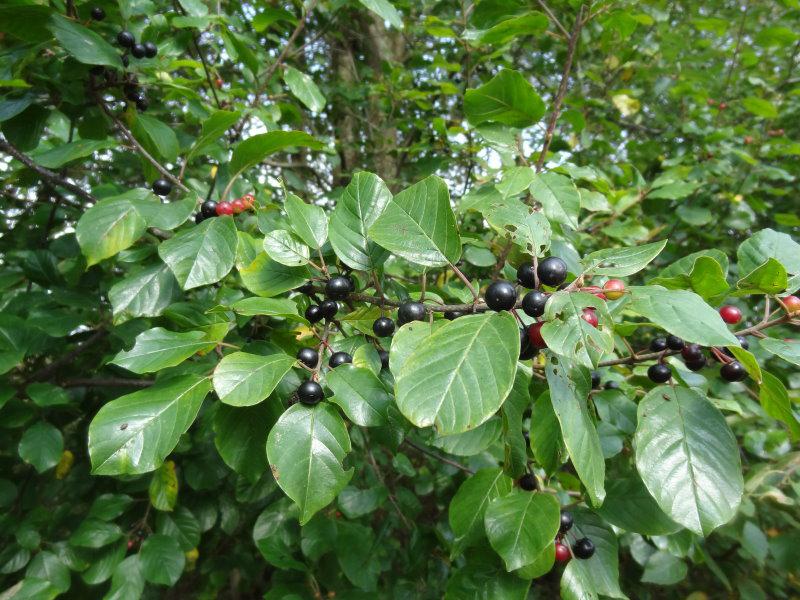 Sehr schönes Vogelnährgehöz, der Faulbaum (Rhamnus frangula )