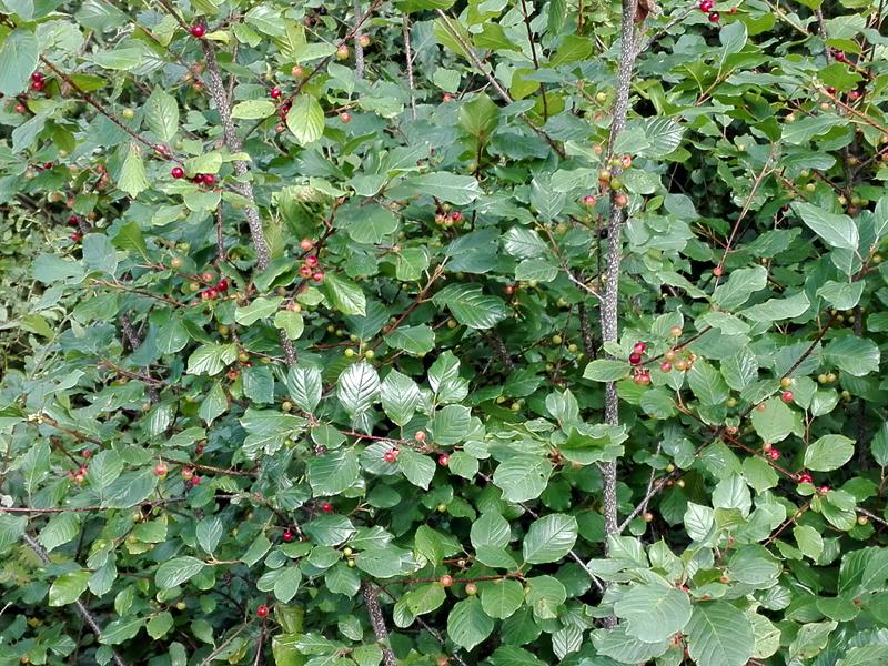 Heranreifende rote Beeren des Faulbaums