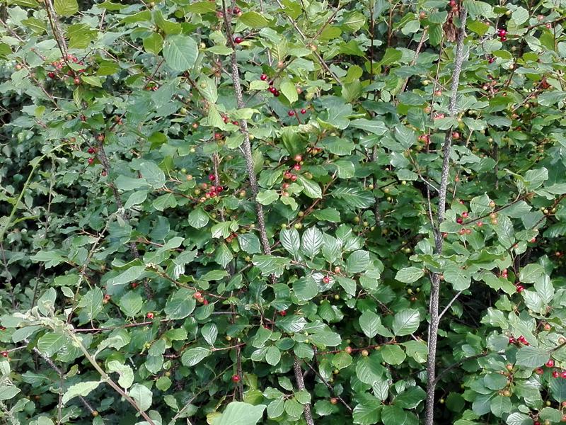 Reicher Fruchtbehang beim Faulbaum