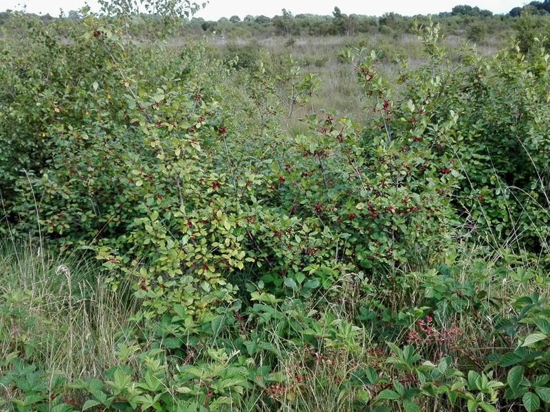 Faulbäume im Fockbeker Moor