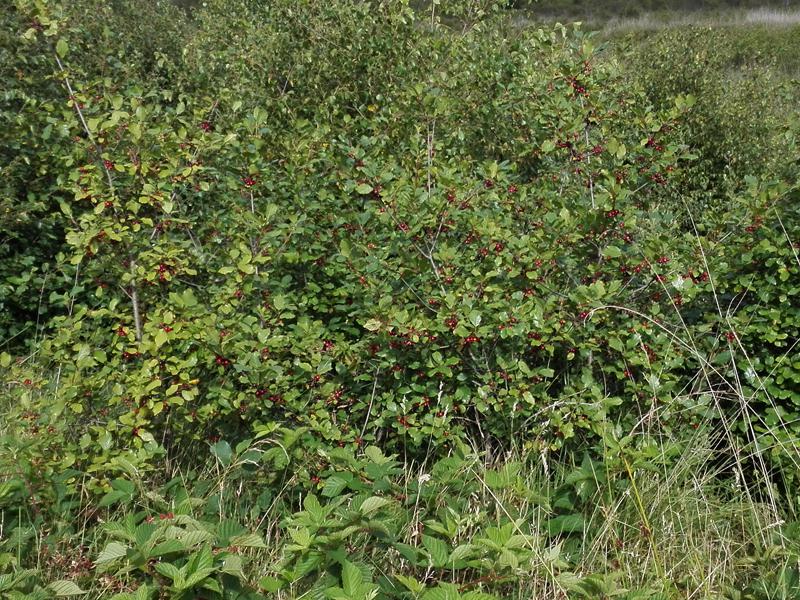 Wildwachsende Faulbäume im August