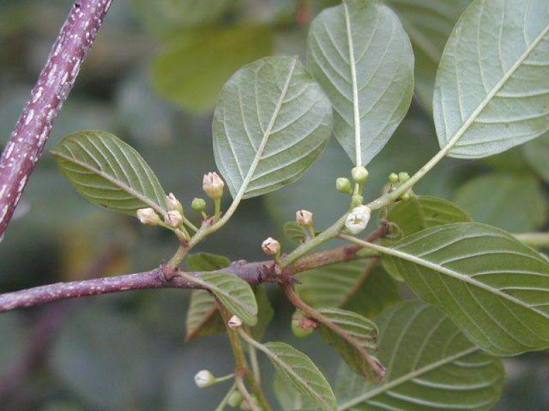 Der Faulbaum, Pulverholzbaum ist eine sehr gute Bienenweide.