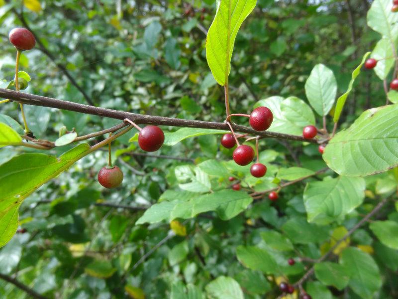 Die ersten Früchte vom Faulbaum werden meist schon ab Juli gebildet