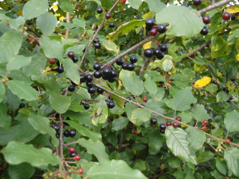 Die schwarzen Beeren des Rhamnus frangula