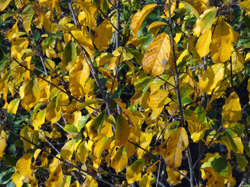 Gelbe Herbstfärbung beim Faulbaum, auch als Pulverbaum bekannt