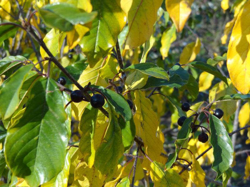 Faulbaum im Herbst mit schwarzen Beeren