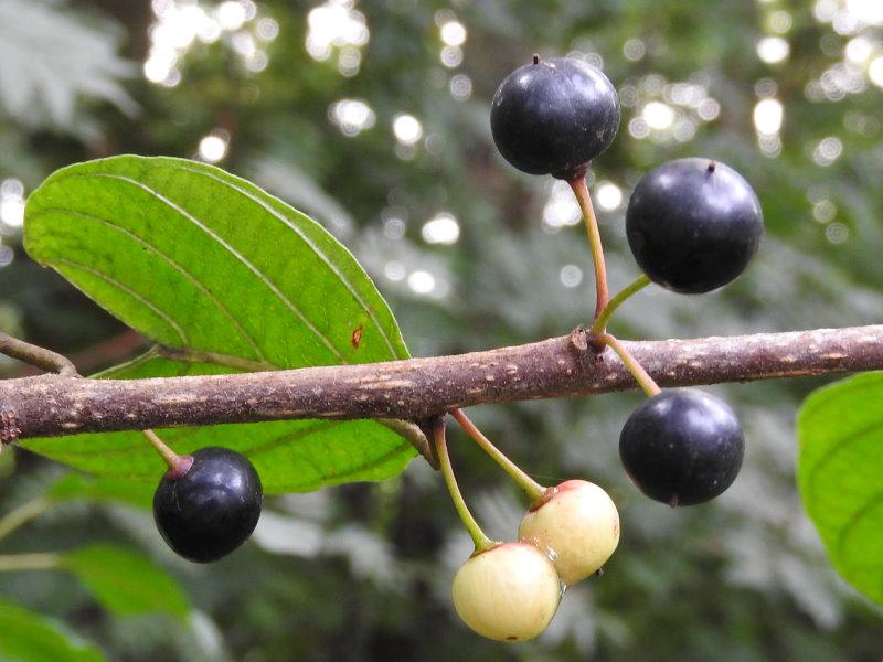 Rhamnus frangula ist ein gutes Vogelnährgehölz.