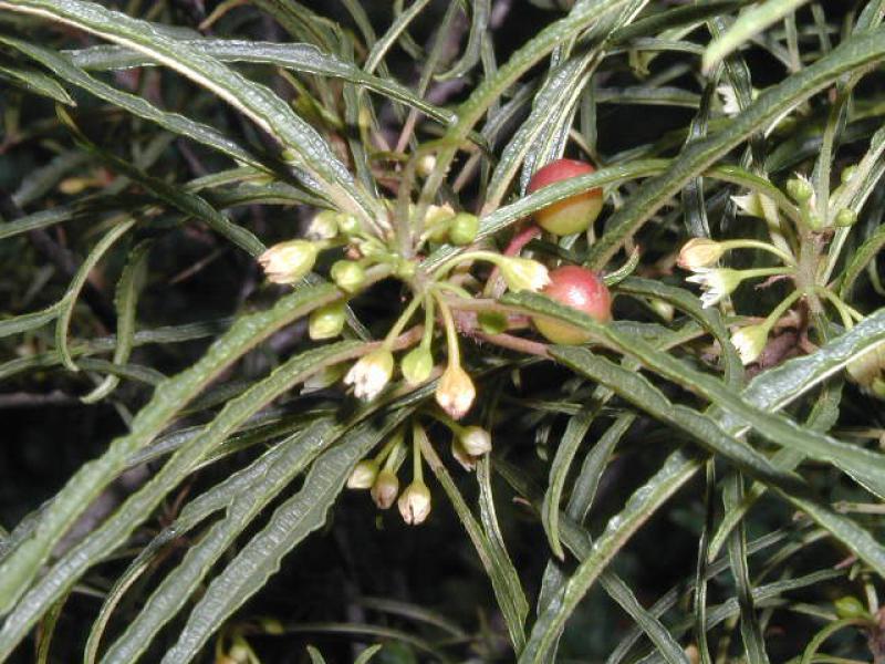 Schmalblättriger Faulbaum - Blüten und Früchte