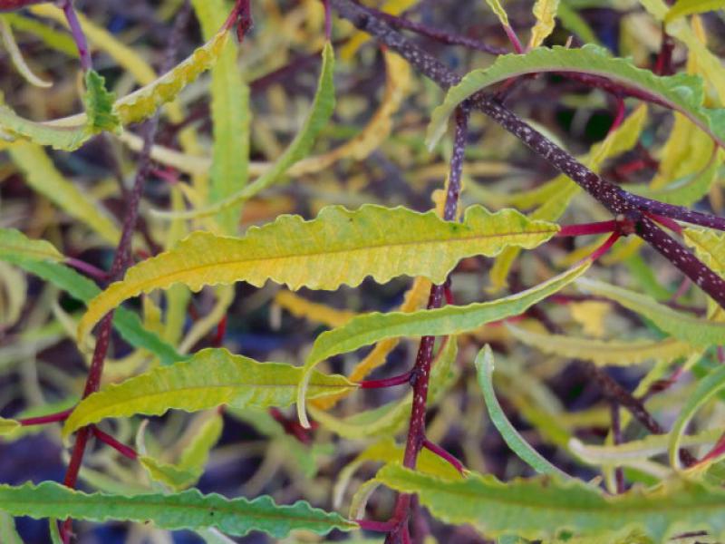 Rhamnus frangula Asplenifolia hat eine gelbe Herbfärbung.