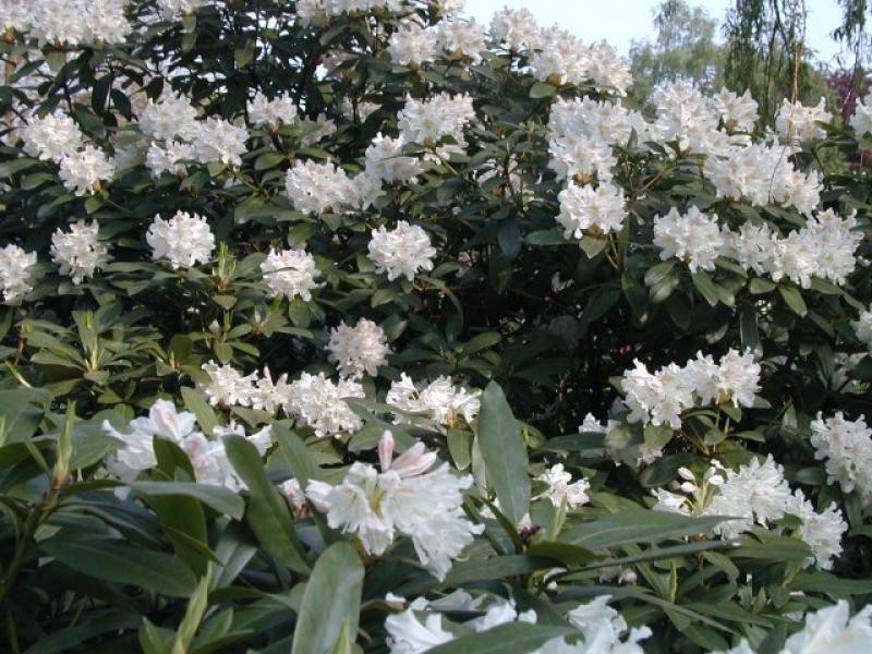 Weißblühende Alpenrose Cunningsham´s White