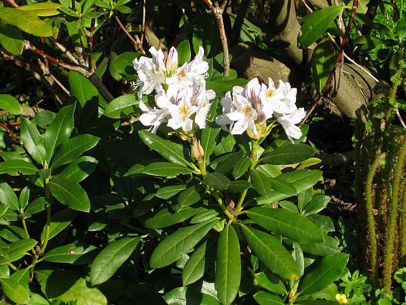 Rhododendron Cunningham's White - weiße Blüten und rosa Knospen