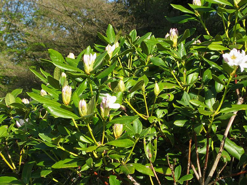 Rhododendron Cunningham's White kurz vor dem Aufblühen