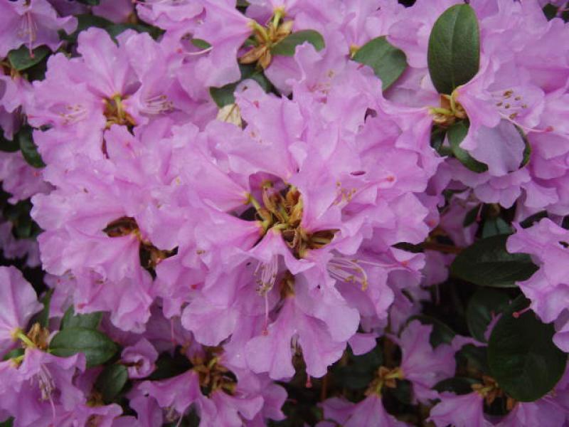 Vorfrühlings-Alpenrose - rosa Blüten