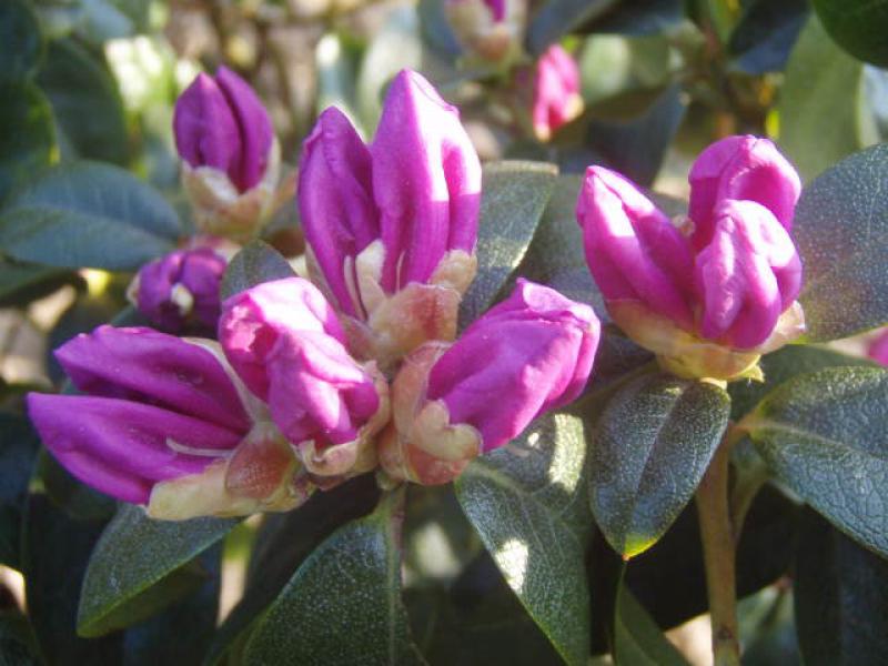 Blütenknospen bei Rhododendron praecox