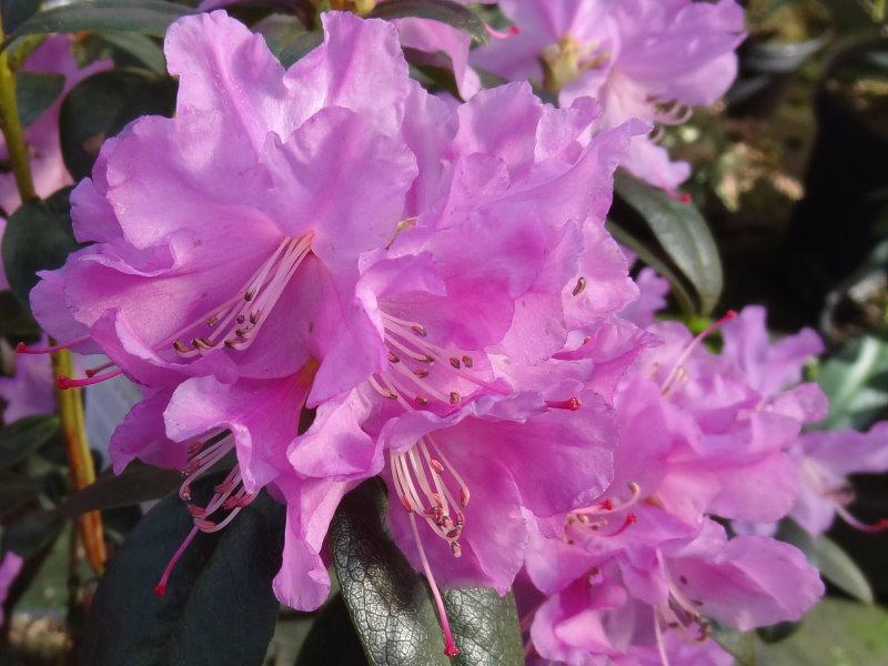 Nahaufnahme der rosa Blüte der Vorfrühlings Alpenrose
