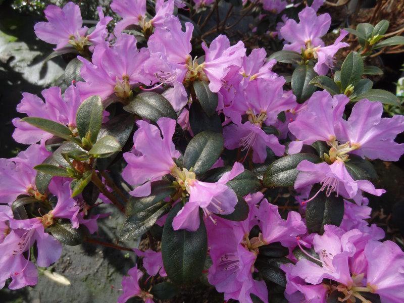 Der Frühblüher Rhododendron praecox in Blüte