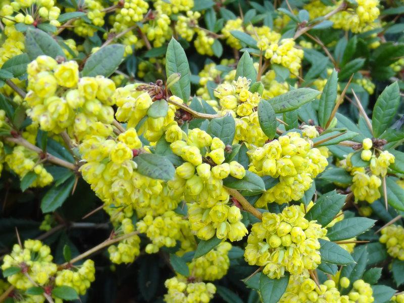 Berberis hookeri