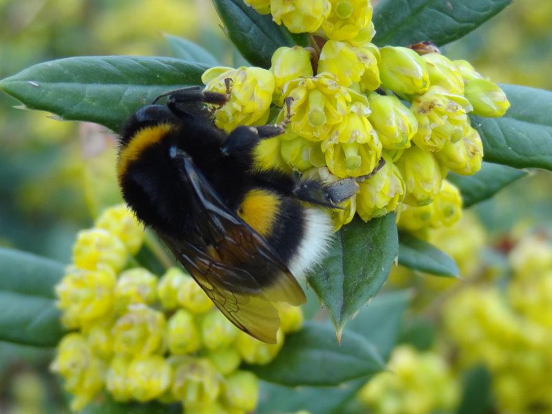 Blüte als Nahrungsquelle für Hummeln und Bienen - Berberis hookeri